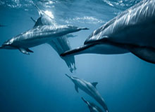 开云体育-库明加领衔！美媒盘点新赛季10大可能被交易球星